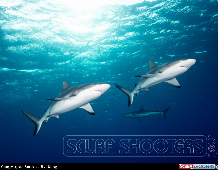 A Grey Reef Sharks