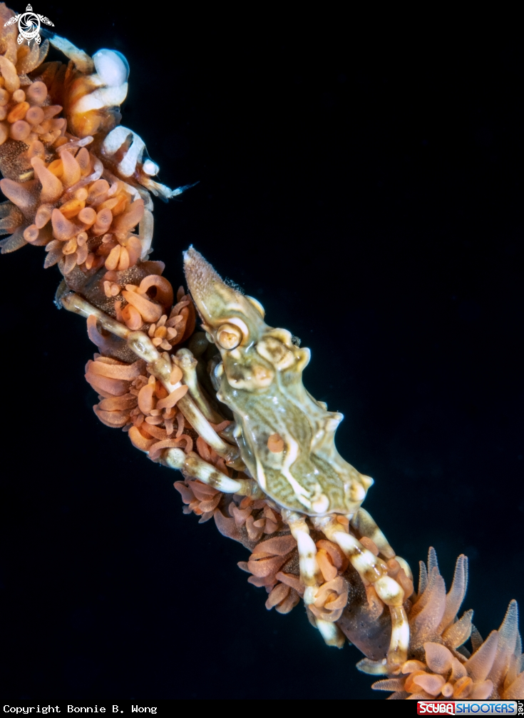 A Zeno Crab & Anker's Whip Coral Shrimp