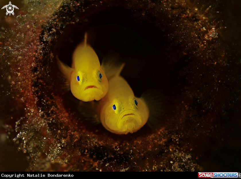 A Goby