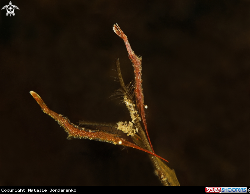 A Arrow shrimp