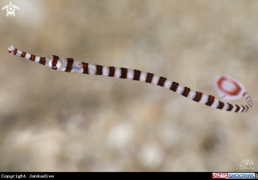 A Banded pipefish