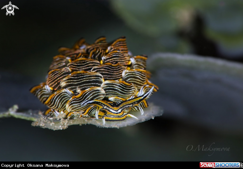 A Nudibranch Cyerce nigra