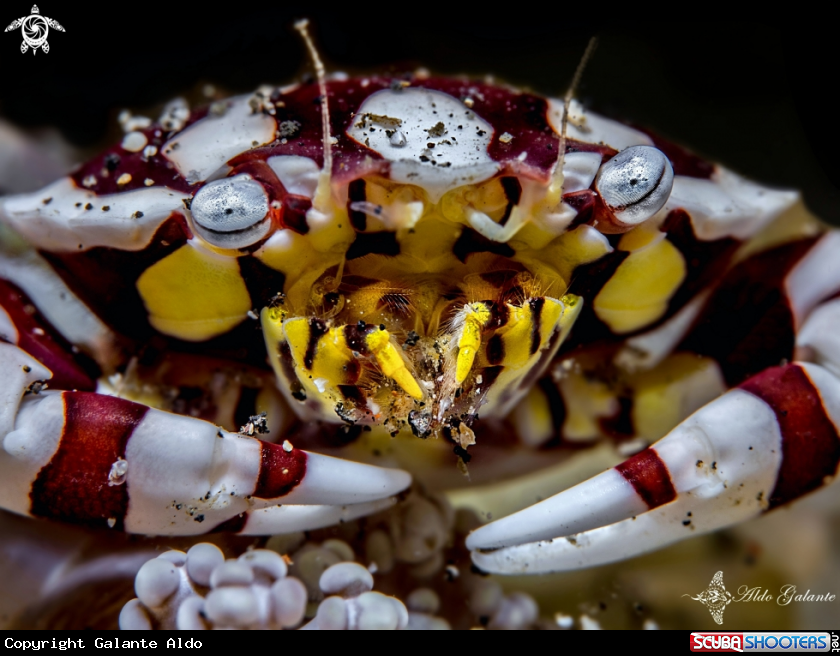 A Harlequin Crab
