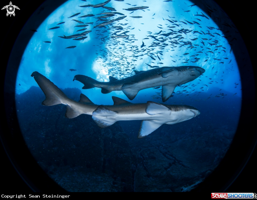 A Gray Nurse Shark