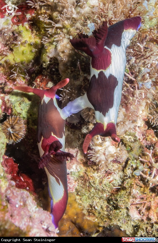 A Nudibranch
