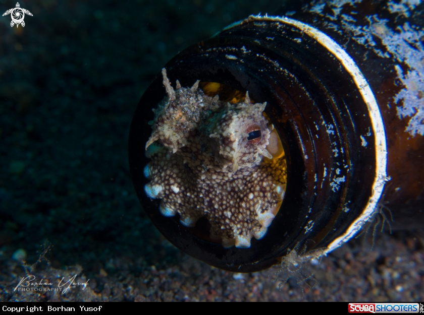 A Octopus