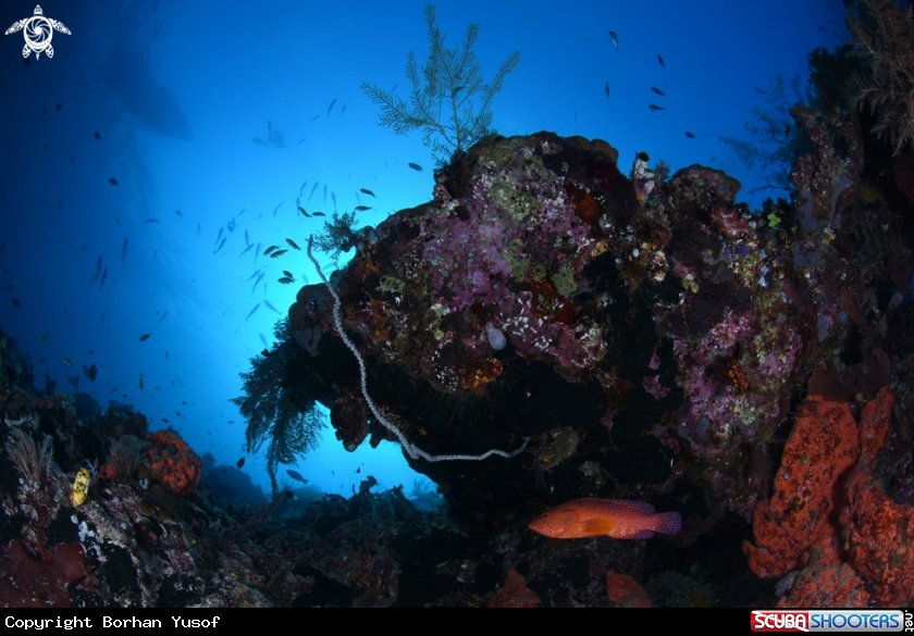 A Coral Reef