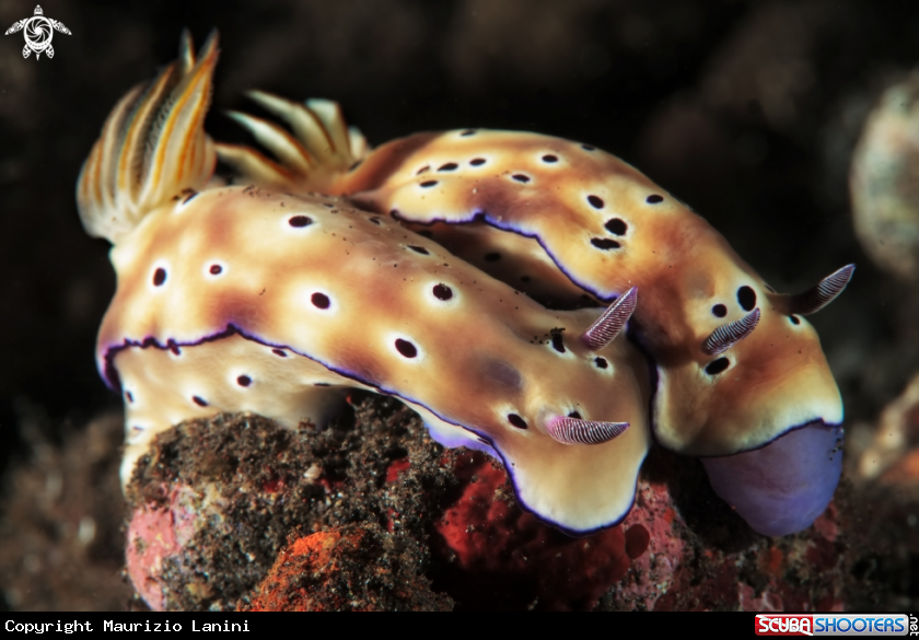 A Nudibranch