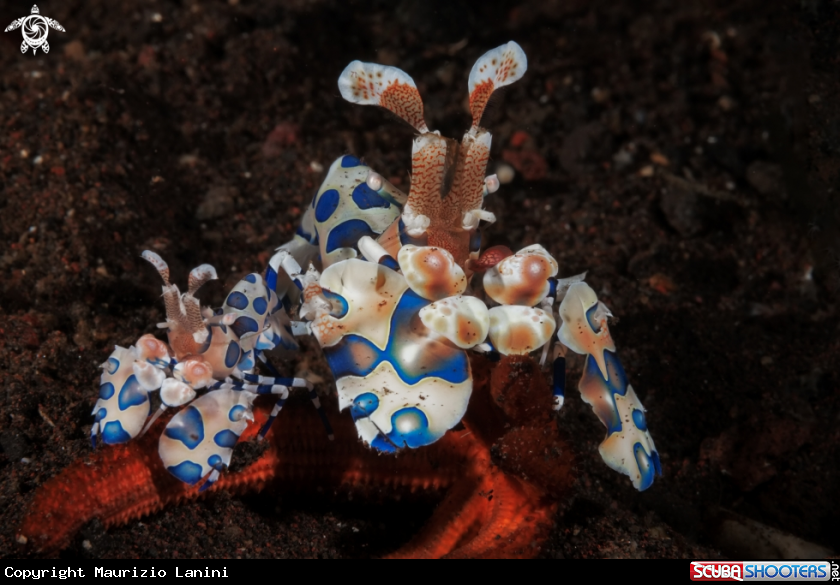 A Harlequin shrimp