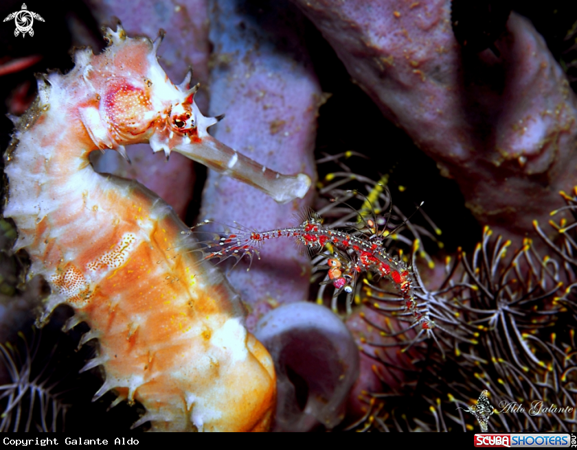 A Harlequin Ghost Pipefish