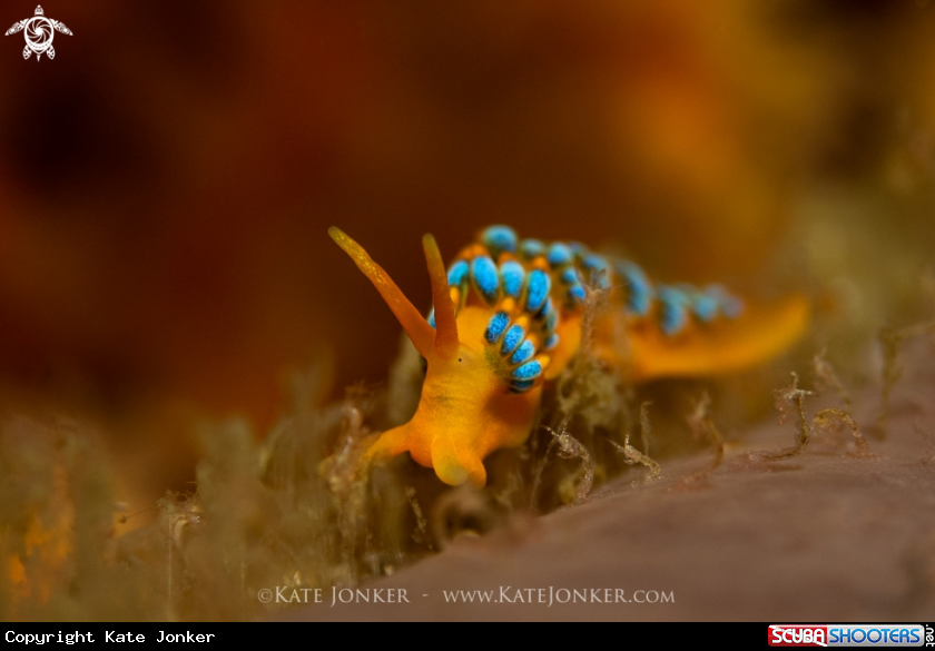 A Candy Nudibranch