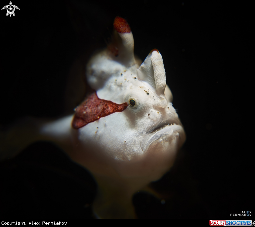 A Frogfish