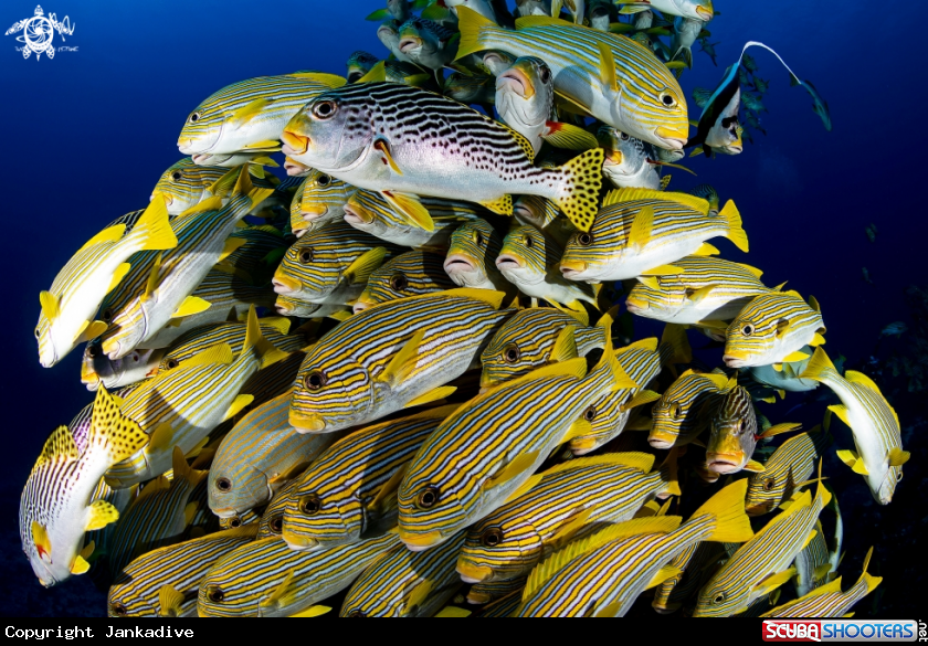 A Ribboned sweetlips