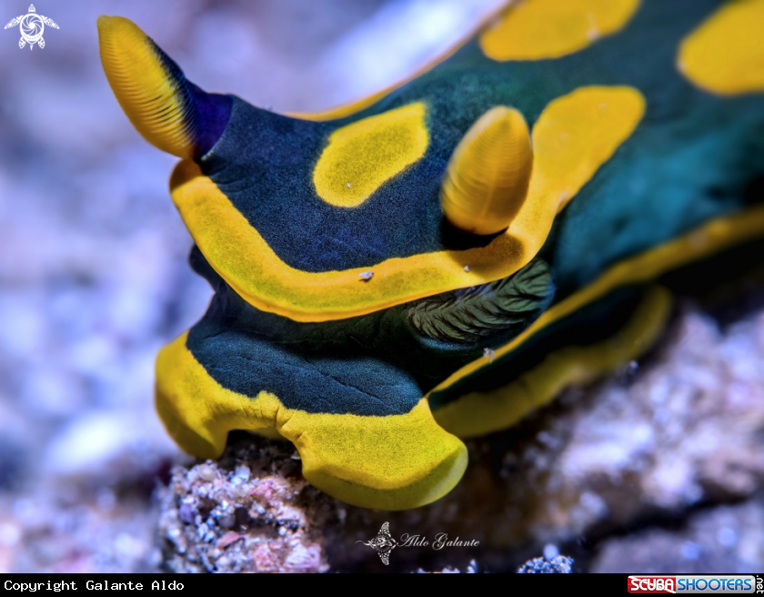 A Nudibranch