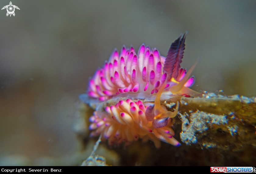 A Nudibranch