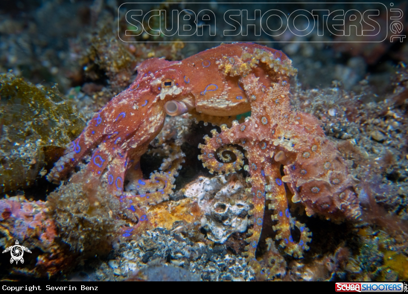 A Blueringed Octopus