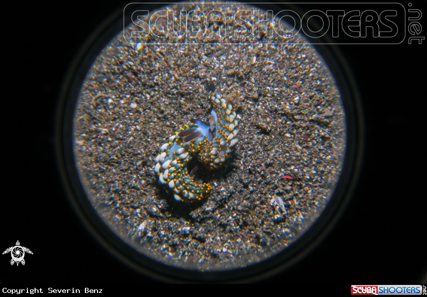 A Trinchesia Nudibranch