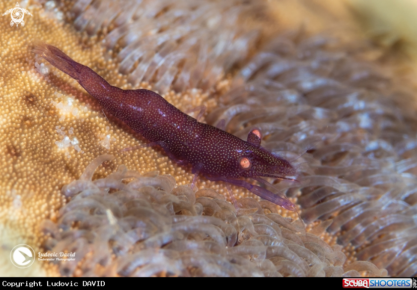 A Starfish Shrimp
