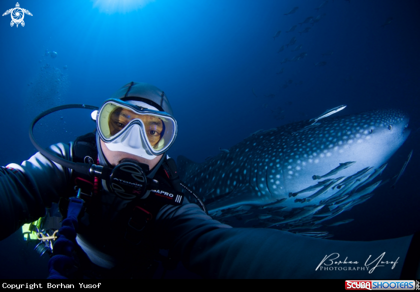 A Whale Shark