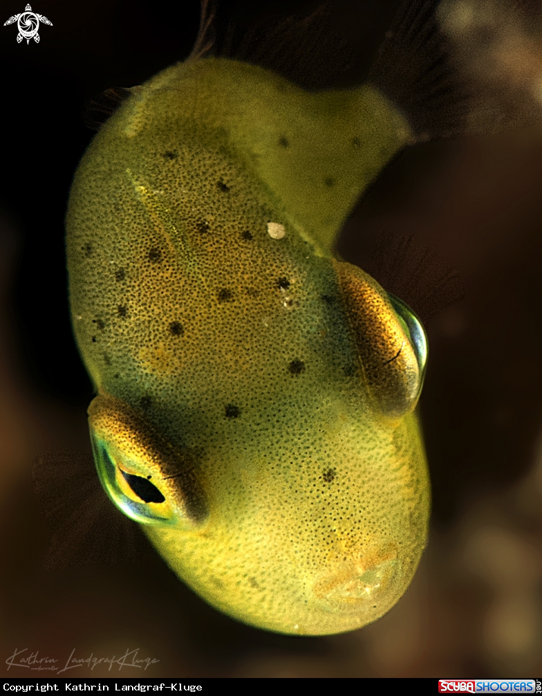 A Juvenile Puffer Filefish