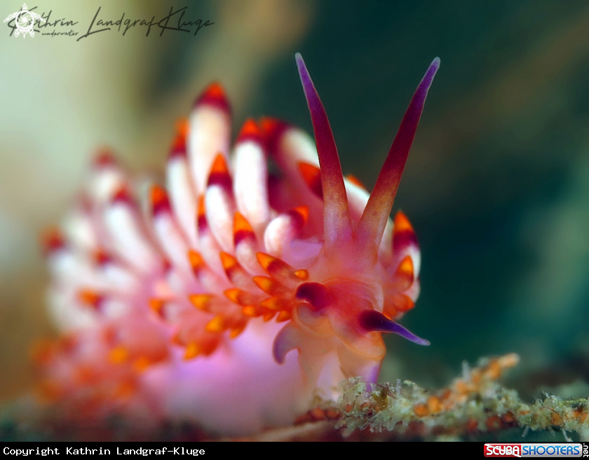 A Nudibranch