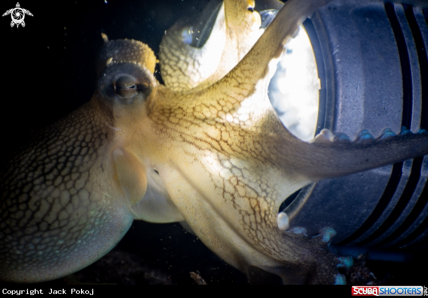 A Coconut octopus