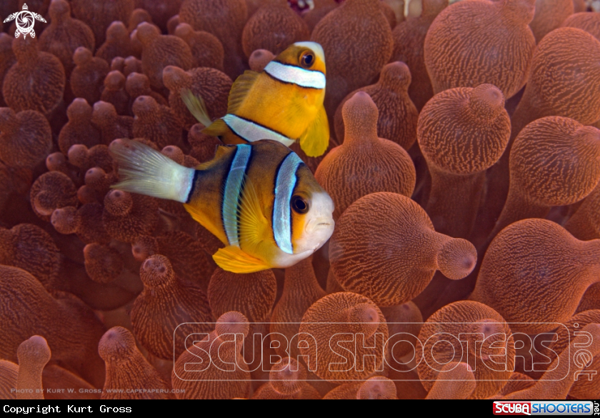 A Clown fish, Nemo