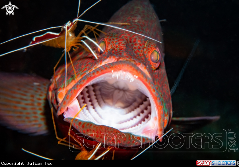 A Grouper