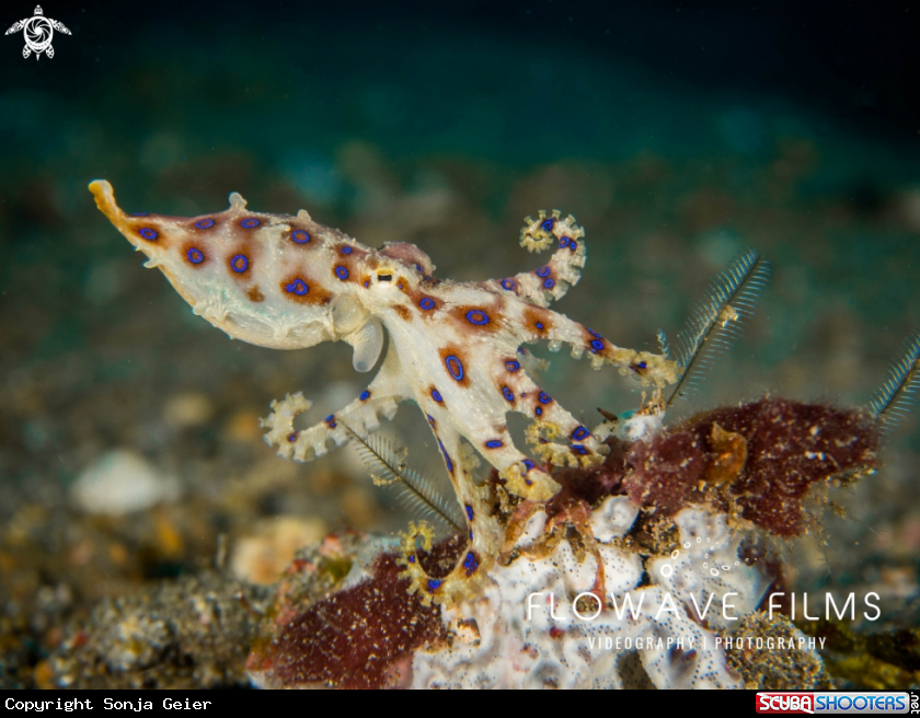 A Blue-Ringed Octopus