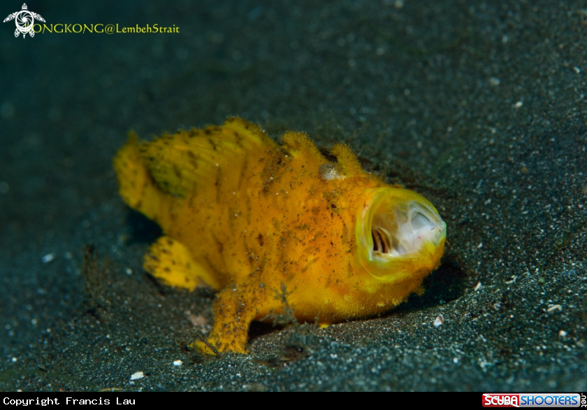 A Giant Frogfish