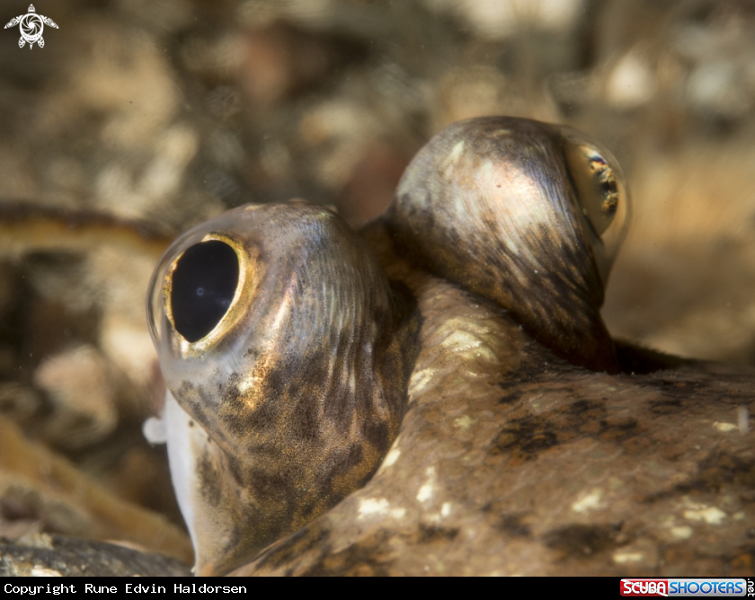 A Flounder