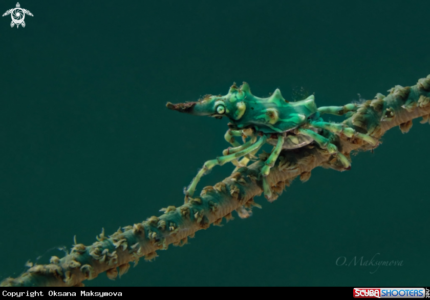 A Wire Coral Crabs (Xenocarcinus tuberculatus)