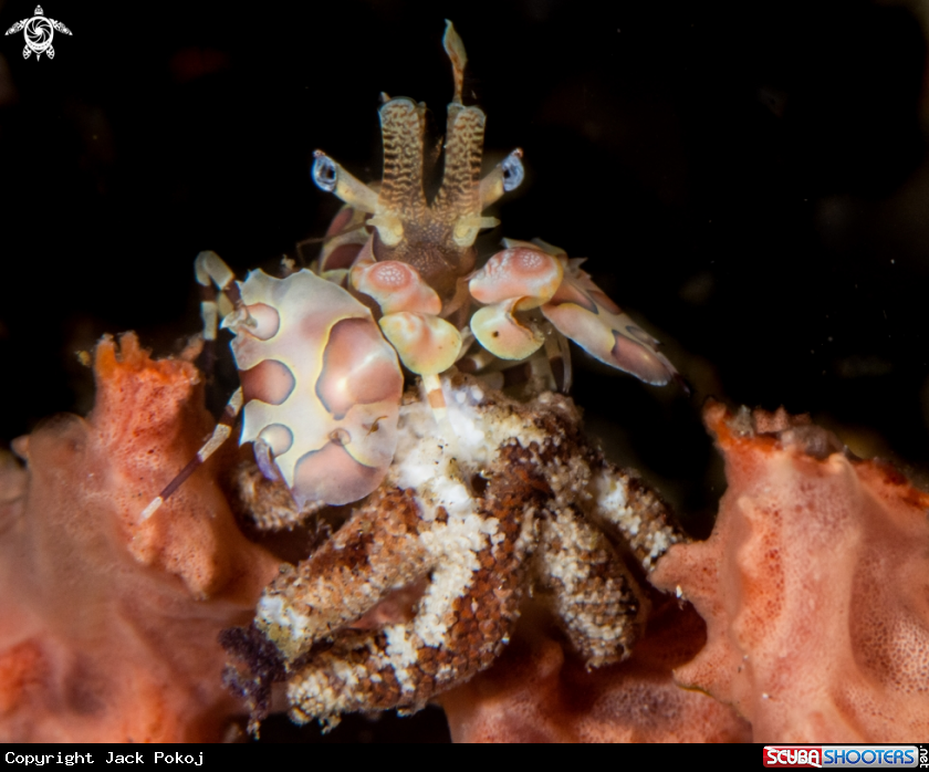 A Harlequin shrimp