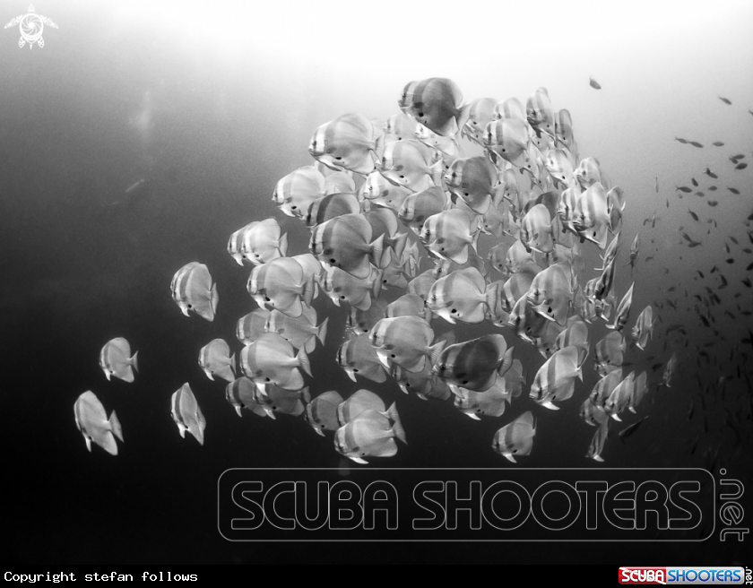 A Longfin Batfish 