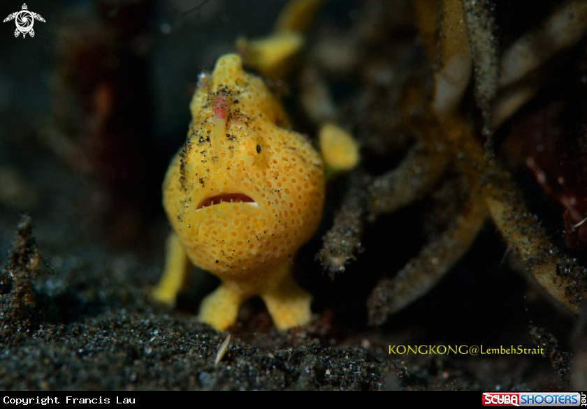 A Frogfish