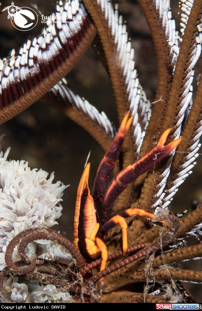 A Baba's Crinoid Squat Lobster