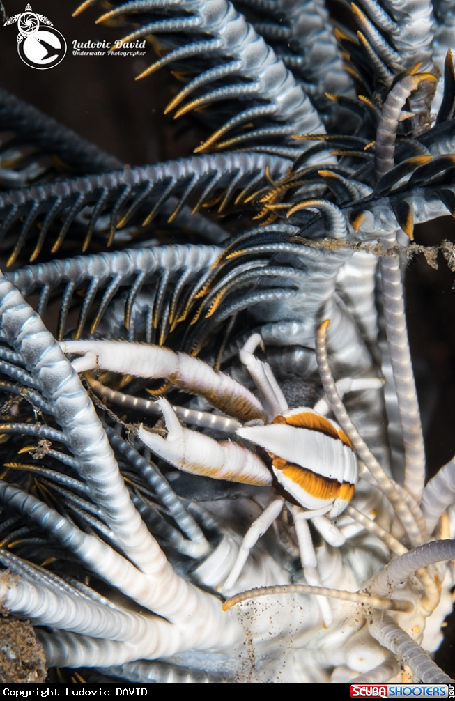 A Baba's Crinoid Squat Lobster