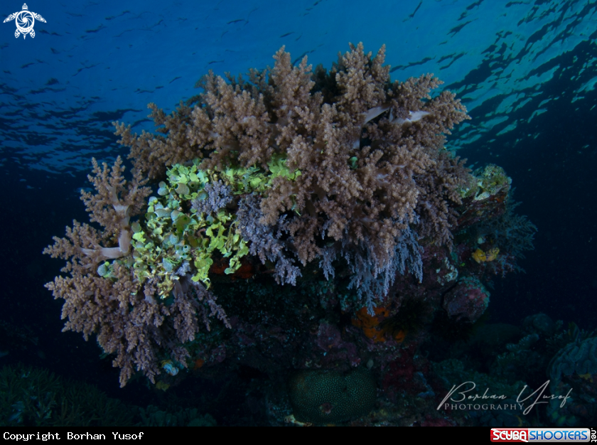 A Softcorals