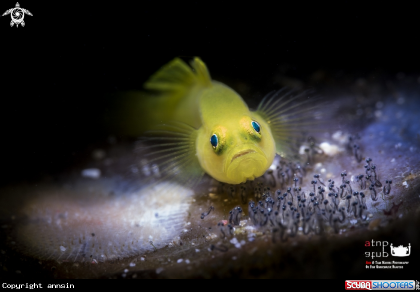 A yellow goby