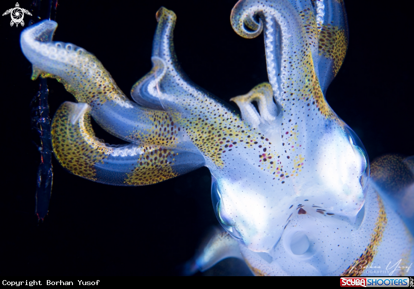A Squid