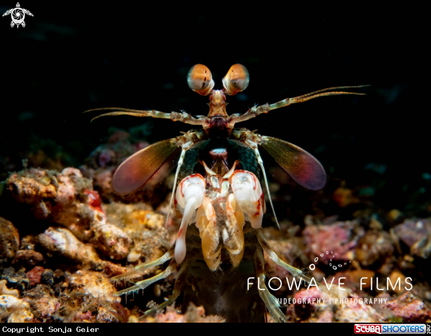 A Pink-Eared Mantis Shrimp