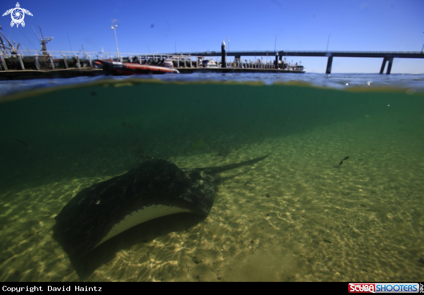 A Stinga Ray