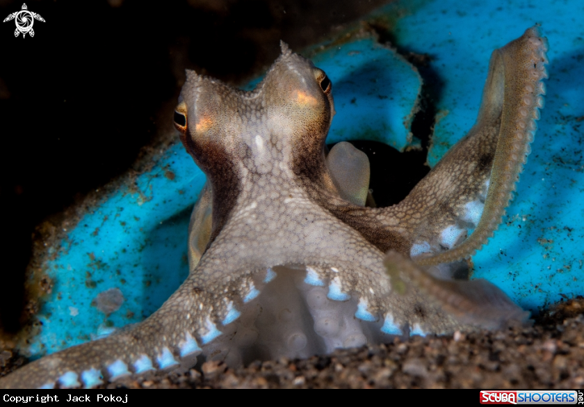 A Coconut octopus