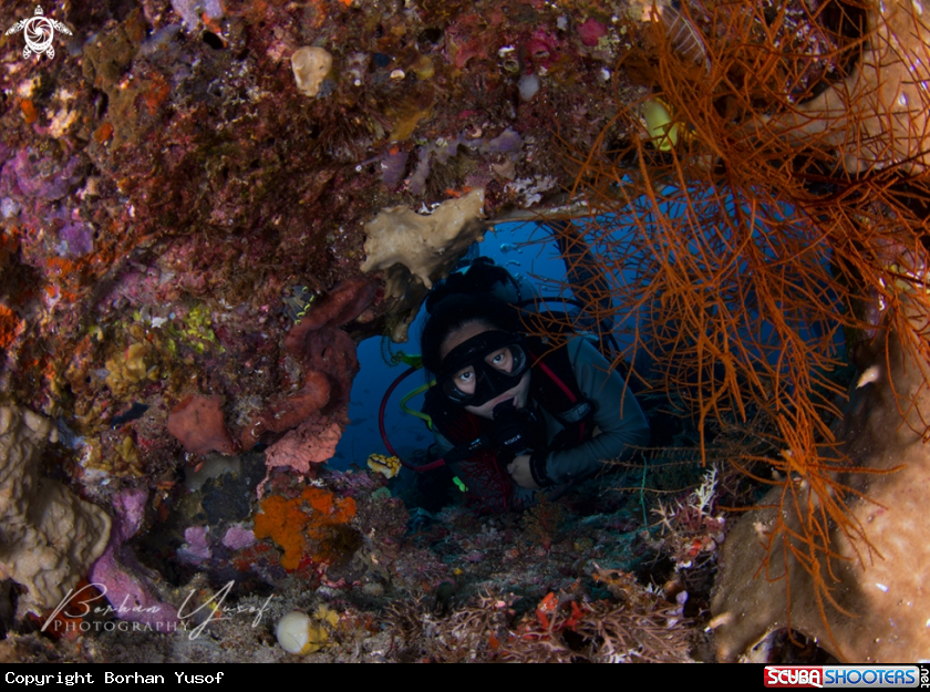 A Corals