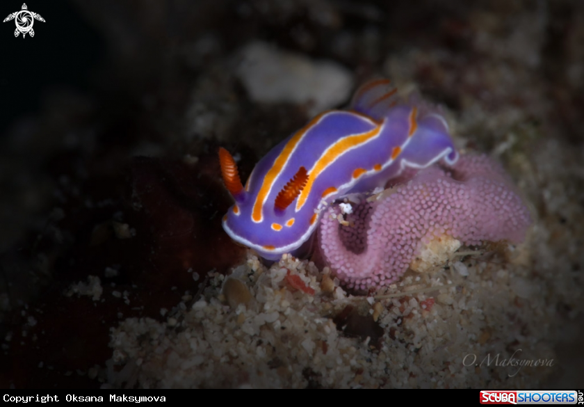 A Nudibranch  Mexichromis trilineata laying eggs