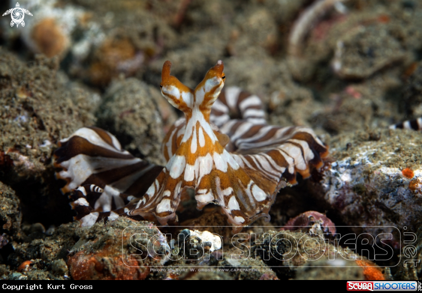 A Wunderpus