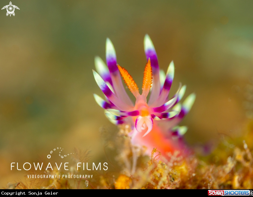 A Desirable Flabellina