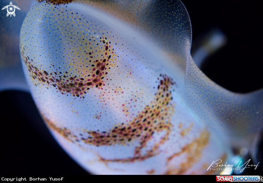 A Squid