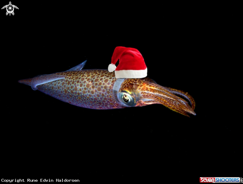 A European common squid
