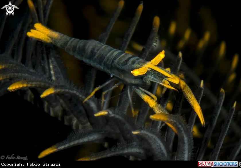 A Crinoid shrimp